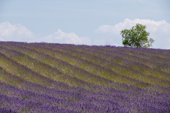Rows of Fragrant Purple Blooming Lavender Growing in Fields on the Valensole Plateau, Provence, France.