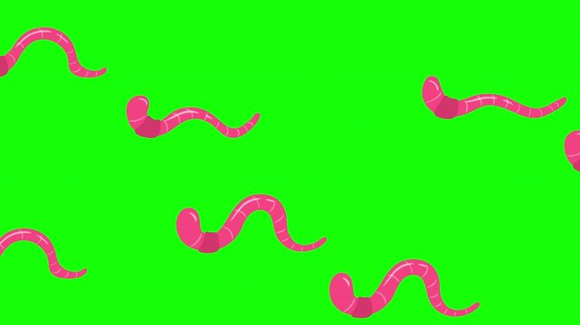 2D cartoon animation of pink earthworms moving on chroma key green background.