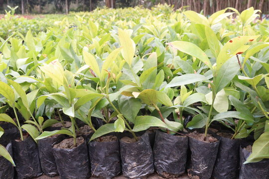 Sweet Viburnum, Viburnum odoratissimum plant on farm
