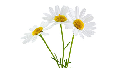 Obraz premium Three white daisies with yellow centers and green stems