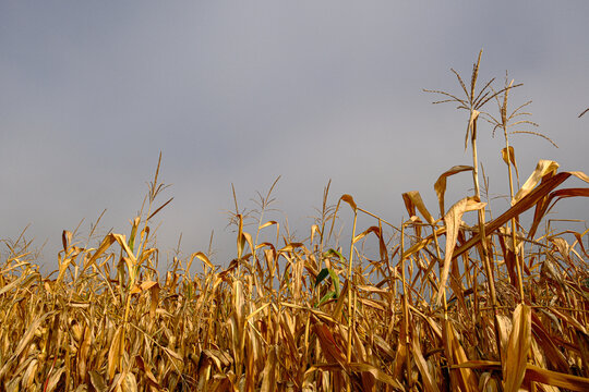 Dried golden corn stalks with tassels stand in autumn field under an overcast grey sky