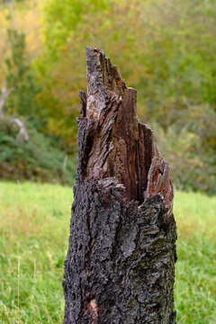 A jagged broken tree stump with splintered wood rises from a green meadow before forest