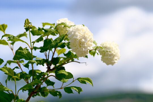 White snowball viburnum flower clusters bloom on a leafy branch against a soft blue sky