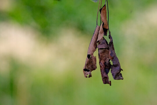 Three withered curled brown leaves hang from a thin twig against a soft green background