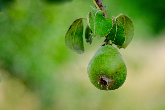 A single green unripe pear hangs from a leafy branch against a soft bokeh background