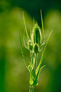 A backlit teasel plant with spiky green seed heads glows against a dark green background