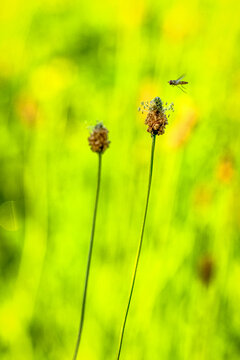 Two ribwort plantain seed heads rise on tall slender stems as a hoverfly approaches above