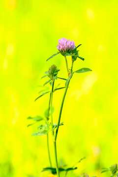 A pink red clover flower blooms on a leafy stem against a bright green meadow