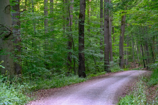 A sunlit gravel forest road curves through tall green deciduous trees in a summer woodland