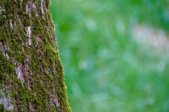 Close-up of a lush moss-covered tree trunk with rich green bokeh in the soft background