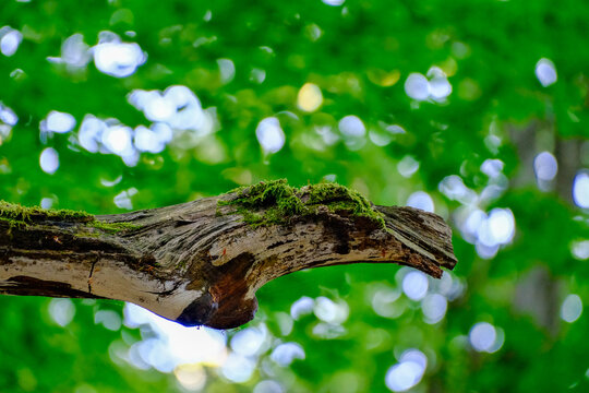 A moss-covered weathered dead tree branch reaches out horizontally against a bright green forest bokeh
