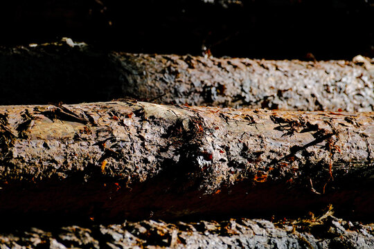 Close-up of a felled spruce log with peeling bark lit dramatically against a dark background
