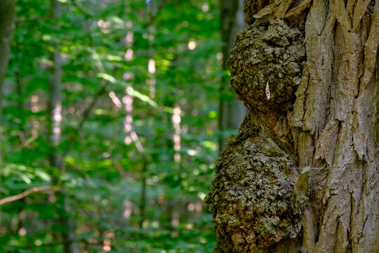 A large gnarled burl bulges from a rugged old forest tree trunk amid green foliage