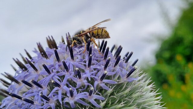 Macro shot of a honey bee gathering nectar on a purple flower in the garden. 