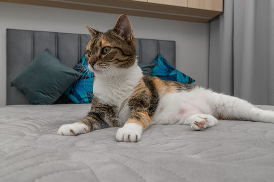 Curious cat lying on bed in bedroom listening to surroundings, pets cute kitten