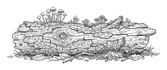Detailed Ink Drawing of Fallen Log with Mushrooms © Iwak