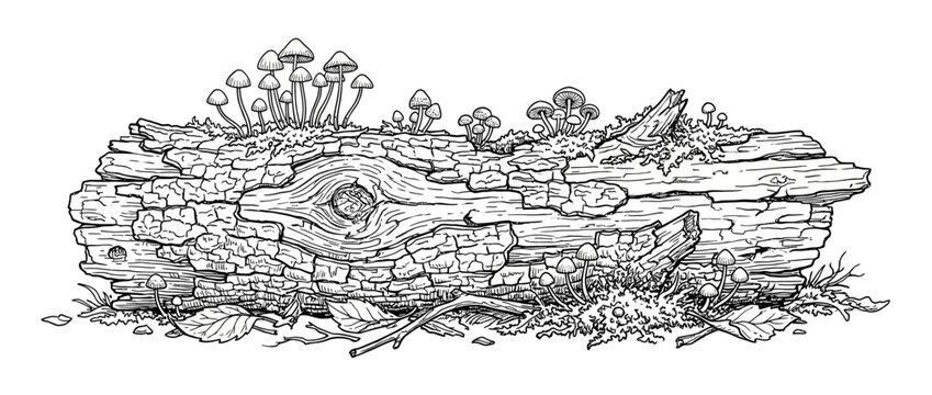 Detailed Ink Drawing of Fallen Log with Mushrooms