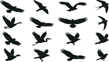 Obraz premium Flying Bird Silhouette Collection with Eagle Swallow Crane Goose Songbird and Wildlife Avian Flight Poses Vector Illustration Set
