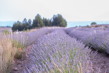 Obraz premium Rows of blooming lavender plants stretching across a field in a rural landscape on a summer day. Delicate purple lavender flowers in seasonal bloom, fragrant. Essential oil production. Microbusiness