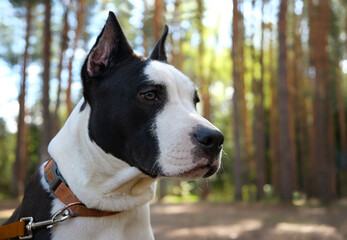 Obraz premium Beautiful portrait of staffordshire bull terrier on walk in forest close up, abstract natural background. Black-white american staffordshire terrier, amstaff, pure breed dog in nature. soft focus