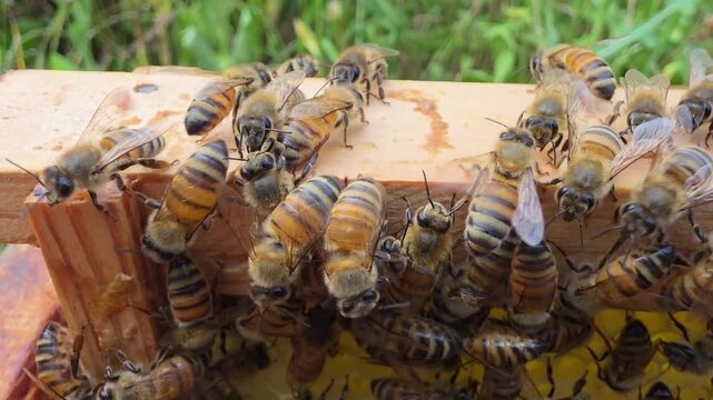 Bees on a frame removed from the hive.
The bees are gathered at the top of the frame, expressing anxiety.
