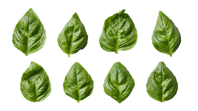 Eight fresh green basil leaves arranged in two rows