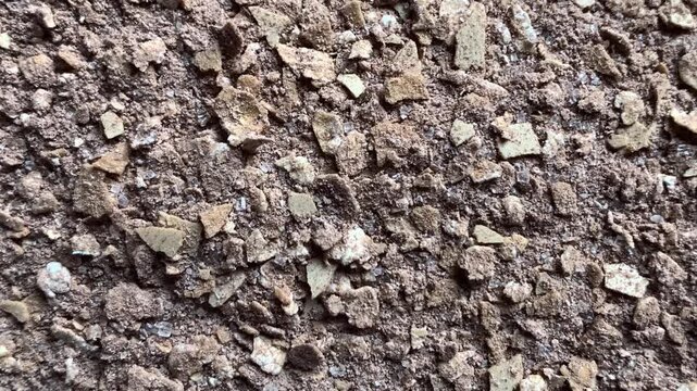 bark of a tree