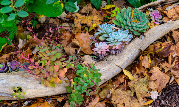 Succulent plants of the genus Echeveria, including Echeveria secunda, known for their fleshy rosette-shaped leaves.