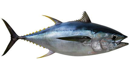 Bluefin tuna fish with yellow finlets and tail fins © Uxia