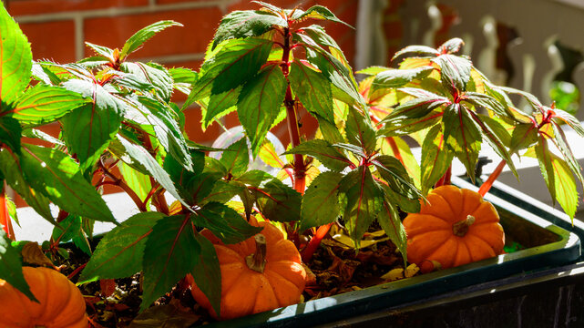 Decorative flower pot adorned with vibrant New Guinea impatiens (Impatiens hawkeri) combined with small orange pumpkins (Cucurbita pepo), creating a seasonal autumn atmosphere.