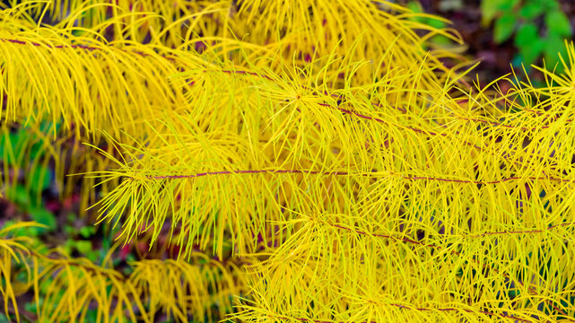 Threadleaf bluestar (Amsonia hubrichtii), recognizable by its feathery, willow like foliage.