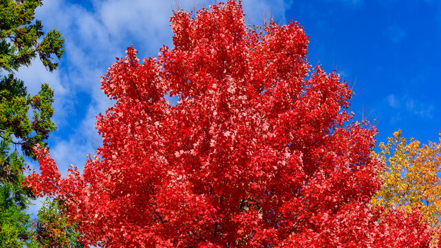 A bright red maple, likely a cultivar such as 'Red Sunset' or 'Autumn Blaze', with dense, vivid red foliage.