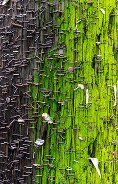 Lambertville, New Jersey, USA. A wooden utility pole covered with hundreds of rusty staples and nails, apparently having served as a community bulletin board for posting notices 