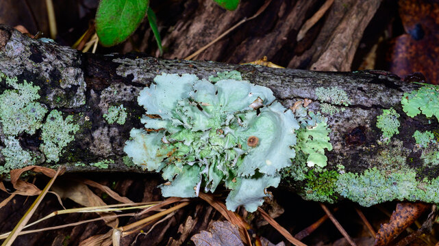 New Jersey, USA. Common greenshield lichen (Flavoparmelia caperata), a widespread foliose lichen.