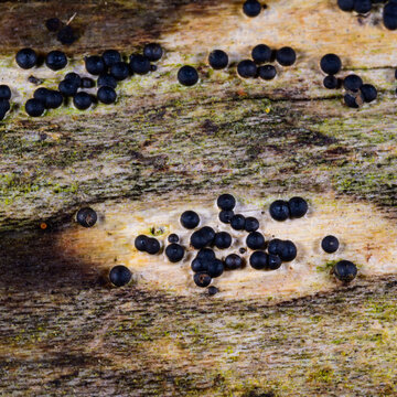 New Jersey, USA. Fruiting bodies of a fungus, presumably Rosellinia marcucciana or a closely related species of the genus Rosellinia.