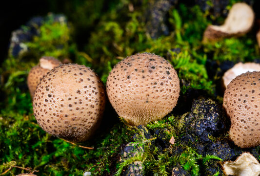 New Jersey, USA. The fungus commonly known as the common earthball (Scleroderma citrinum) is a species of earthball fungus, also widely known as the pigskin poison puffball