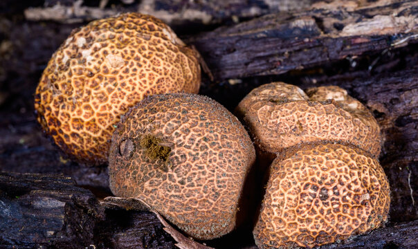 New Jersey, USA. The fungus commonly known as the common earthball (Scleroderma citrinum) is a species of earthball fungus, also widely known as the pigskin poison puffball