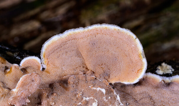 New Jersey, USA. The fungus Gloeoporus dichrous, commonly known as the bicolored bracket, bicolored pore fungus, or pink crust fungus.