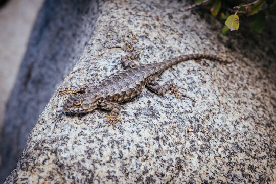 Western Fence Lizard Basking on Granite Rock during Sentinel Dome Hike in Yosemite National Park