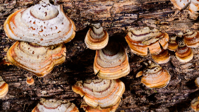 New Jersey, USA. False turkey tail (Stereum ostrea), a wood-decaying bracket fungus characterized by its tough, thin, shelf-like fruiting bodies with conspicuous multicolored concentric zonation.
