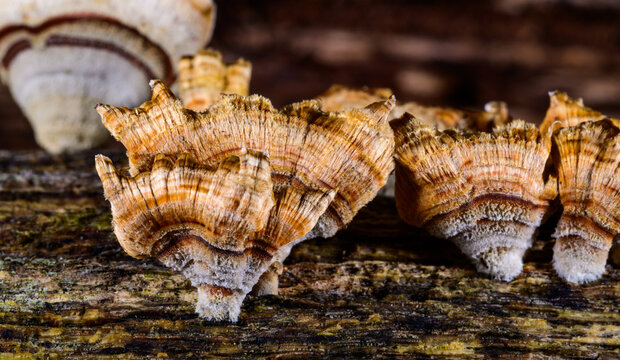 New Jersey, USA. These fungi are widely known as the turkey tail fungus (Trametes versicolor).