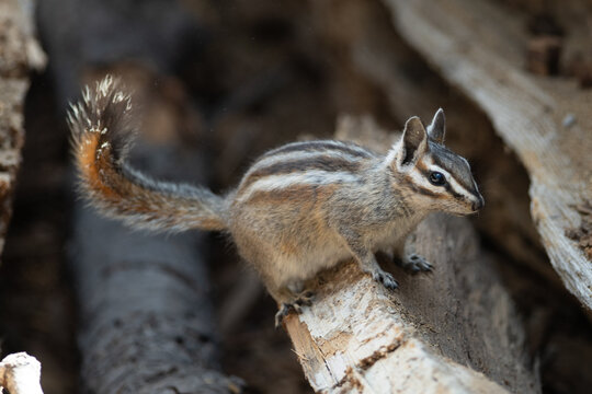 Yosemite National Park Chipmunk Scampers Along Fallen Tree Trunk on Sentinel Dome Trail
