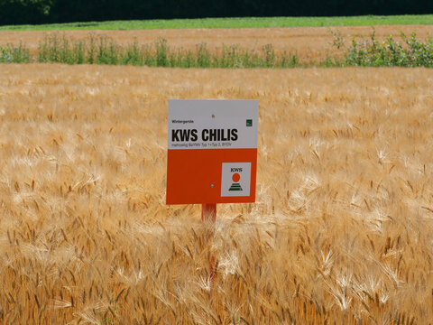 Germany, Dinklage, June 23. 2026, The label shown identifies the winter barley variety &ldquo;KWS Chilis&rdquo; from the plant breeding company KWS Saat SE & Co. KGaA