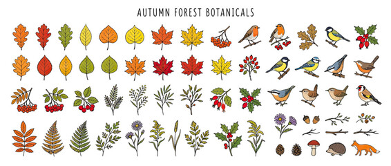 Hand-Drawn Autumn Forest Elements Collection © jono