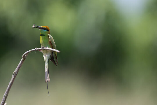 Asian Green Bee-eater (Merops orientalis) eating insect perched on branch