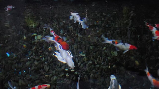 Koi fish swarm in dark, churning water. Red, orange, and white fish compete for food. They leap, twist, and dart in chaotic motion. Water splashes as they devour scattered meals