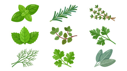 Assorted fresh herb sprigs collection © Curva