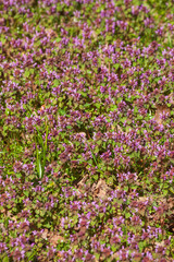 Fototapeta premium Purpur blühende Taubnessel auf einer Blumenwiese, Purpur Erzengel (Lamium purpureum), Deutschland