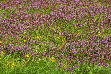 Obraz premium Purpur blühende Taubnessel auf einer Blumenwiese, Purpur Erzengel (Lamium purpureum), Deutschland