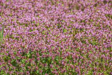 Obraz premium Purpur blühende Taubnessel auf einer Blumenwiese, Purpur Erzengel (Lamium purpureum), Deutschland